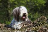 BEARDED COLLIE 151